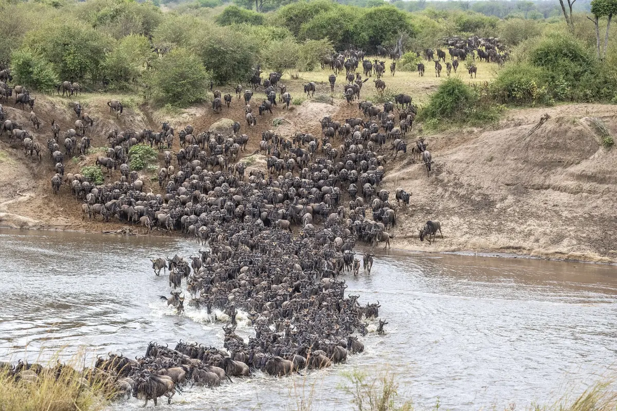 Wildebeest crossing the Mara River