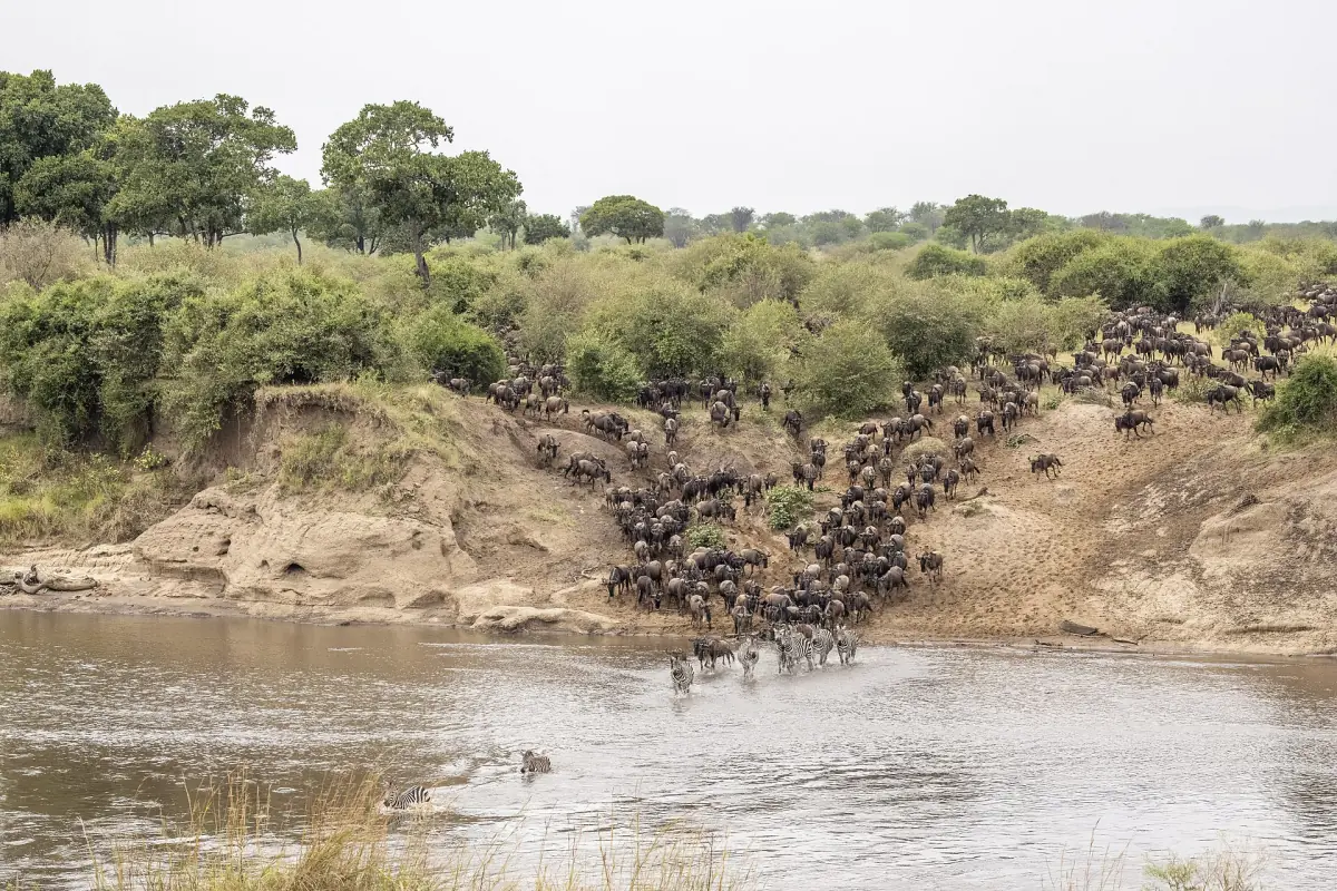 Herds coming down the bank to the Mara River