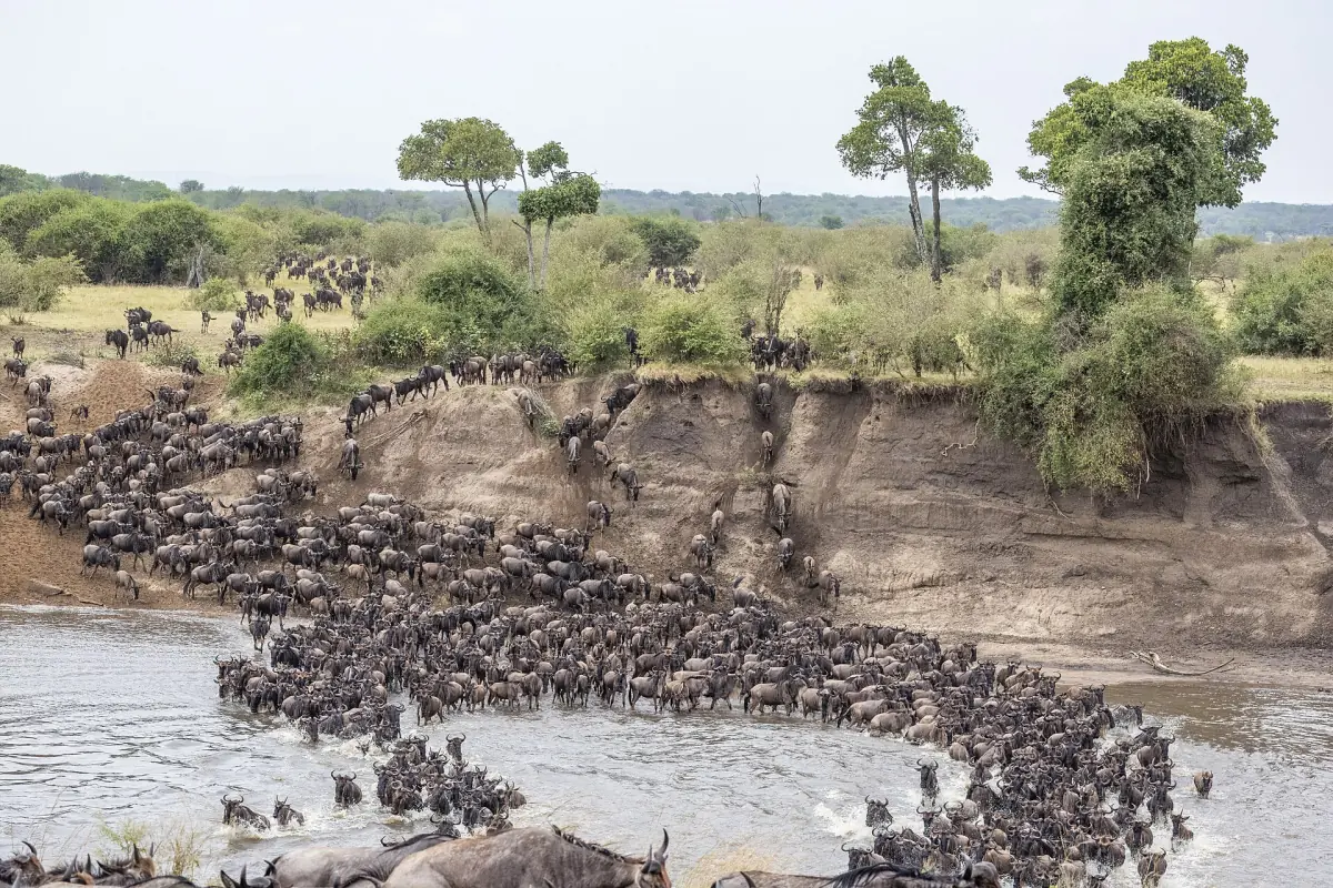 A line of wildebeest in the river