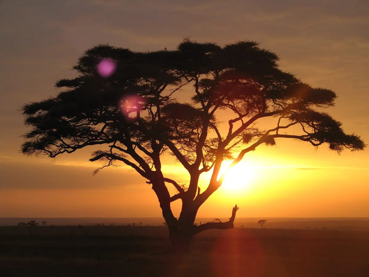Eine Akazie bei Sonnenaufgang in der Serengeti