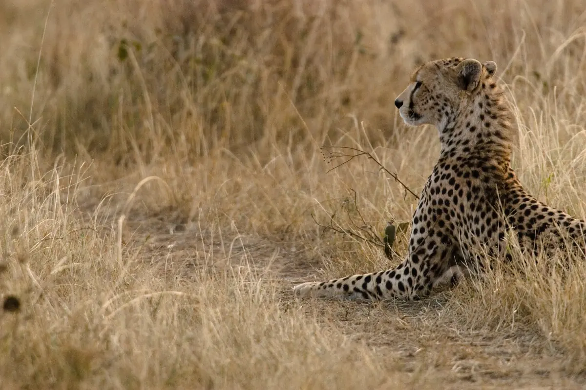 Ein Gepard ruht im Gras