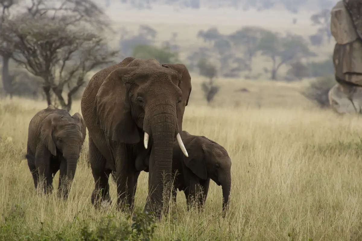Eine Elefantenfamilie in der Serengeti