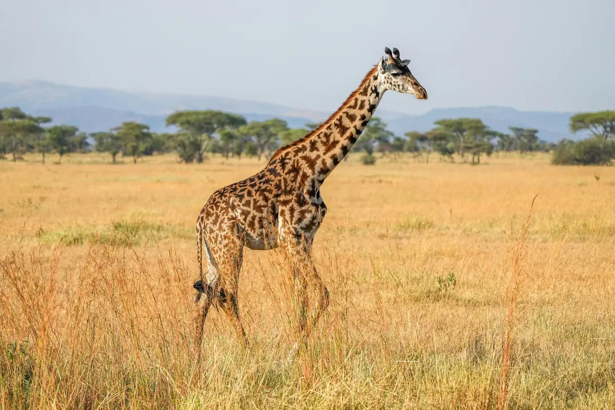 Eine Massai-Giraffe in der Serengeti