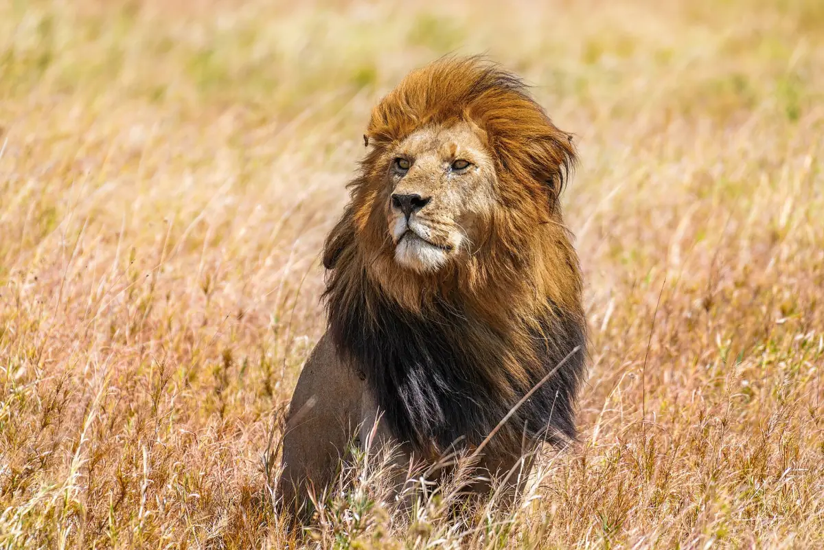 Ein Löwe im Gras der Serengeti