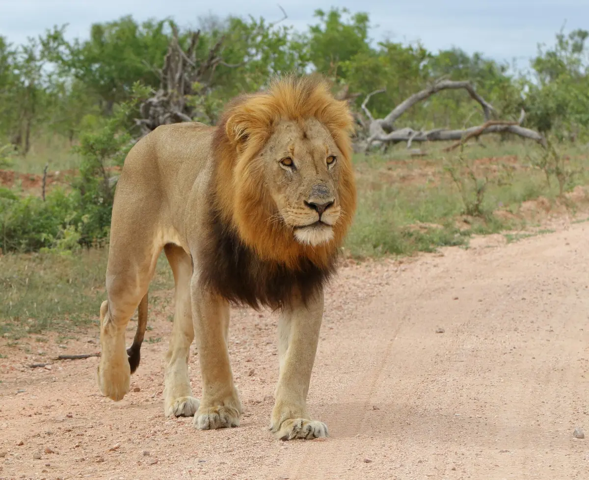 A lion walking along a track