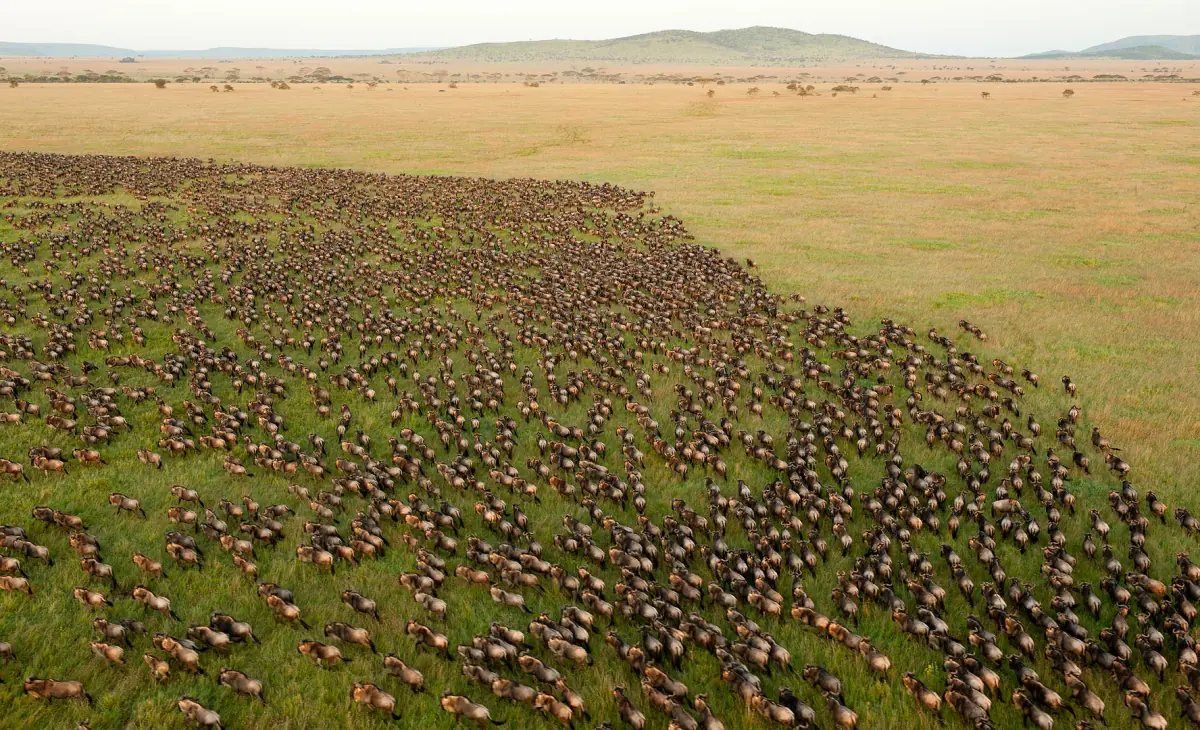 Herds of the Great Migration on the plains
