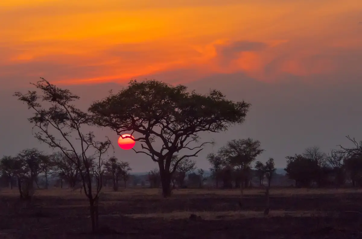 Sonnenuntergang hinter Akazien