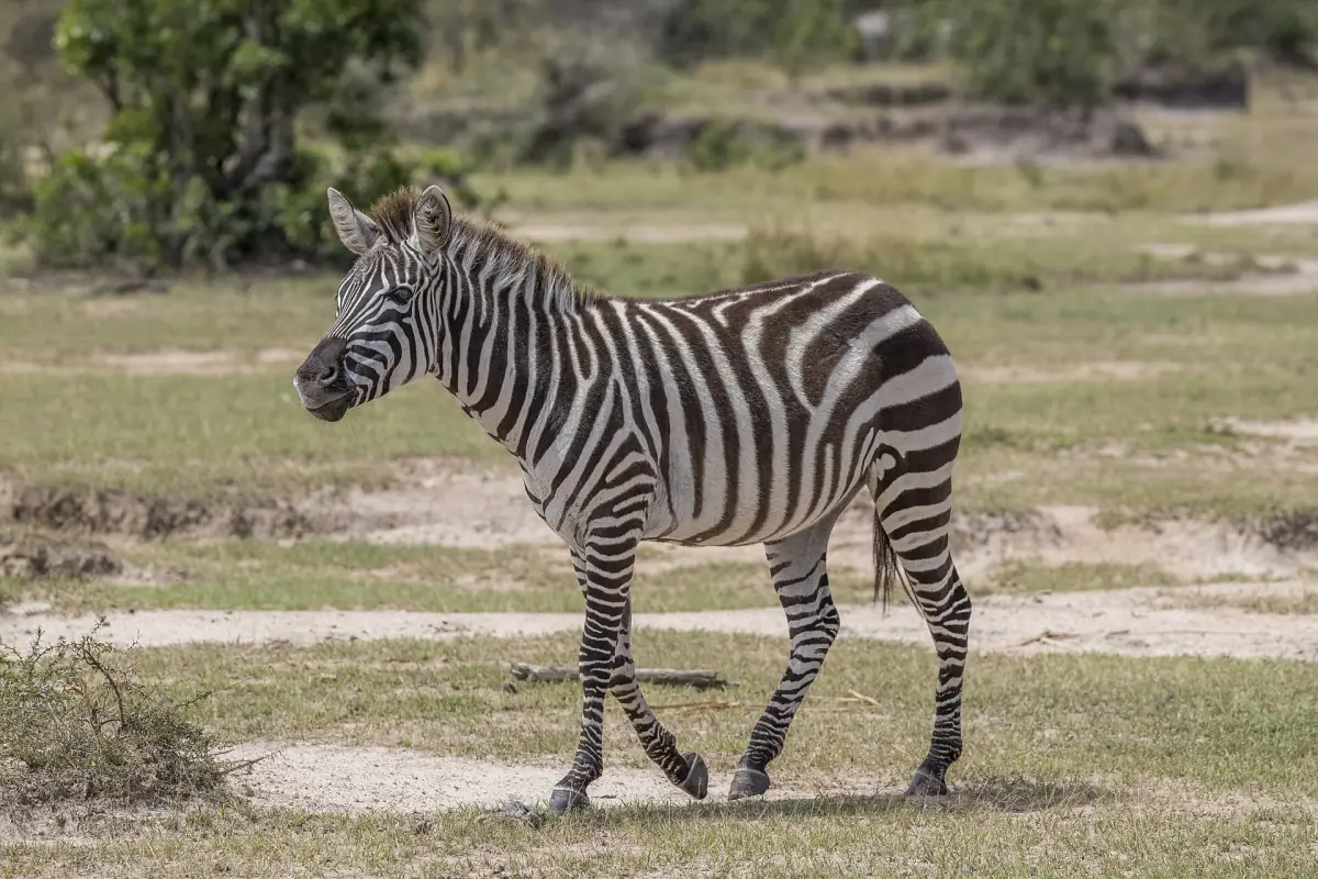 A young zebra