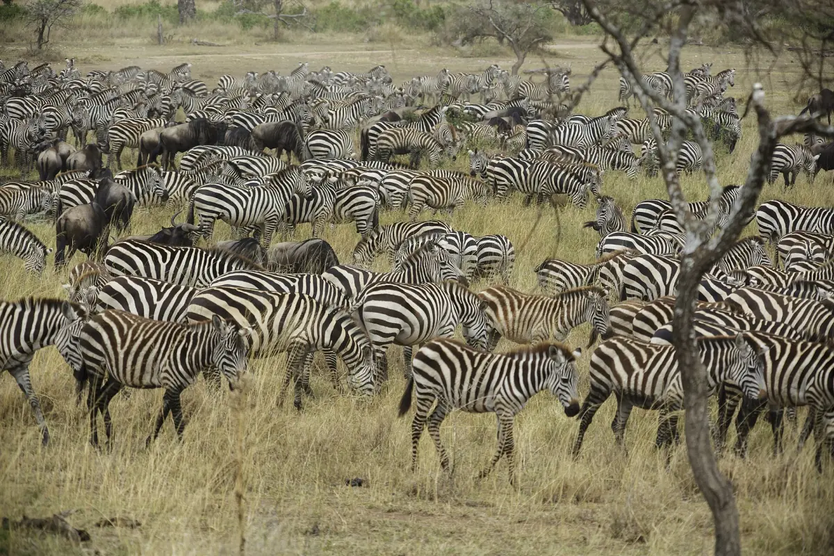 A herd of zebras