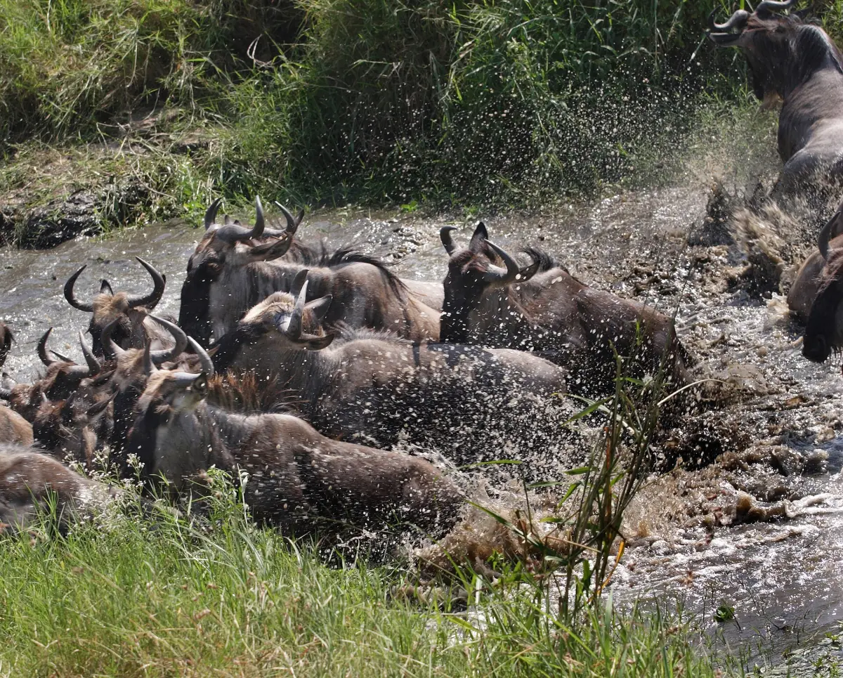 Wildebeest crowding at the water