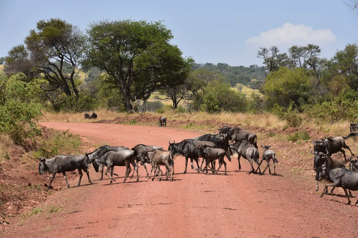 Wildebeest crossing a track in the Serengeti